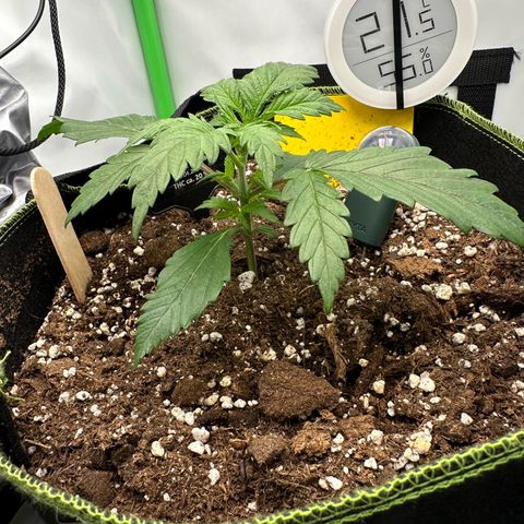 Anni growlog timeline photo