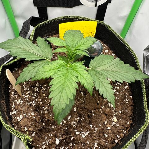 Anni growlog timeline photo