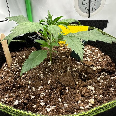 Anni growlog timeline photo