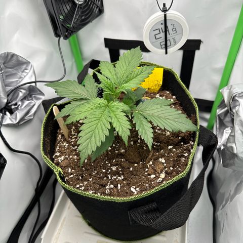 Anni growlog timeline photo