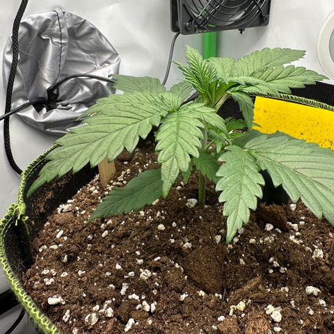 Anni growlog timeline photo