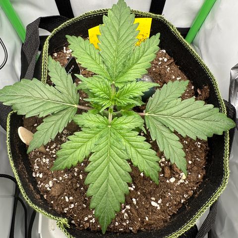 Anni growlog timeline photo