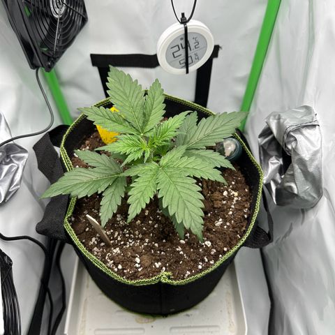Anni growlog timeline photo