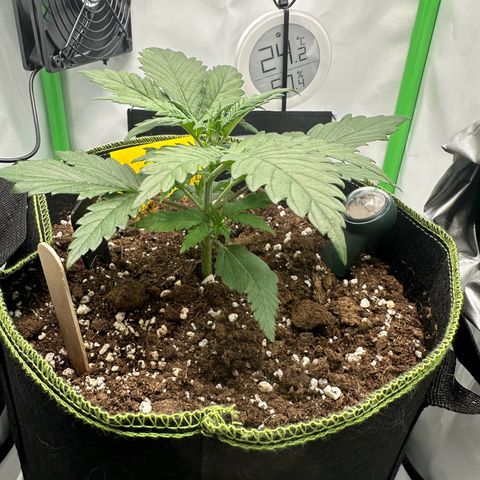 Anni growlog timeline photo