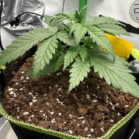 Anni growlog timeline photo