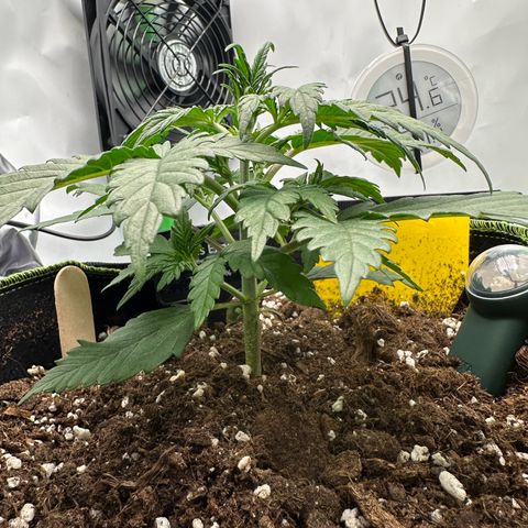 Anni growlog timeline photo