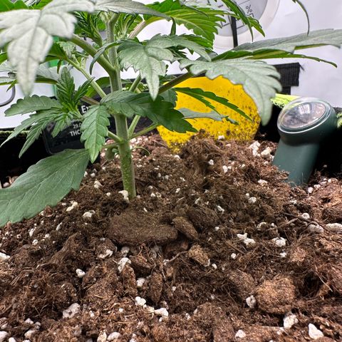 Anni growlog timeline photo