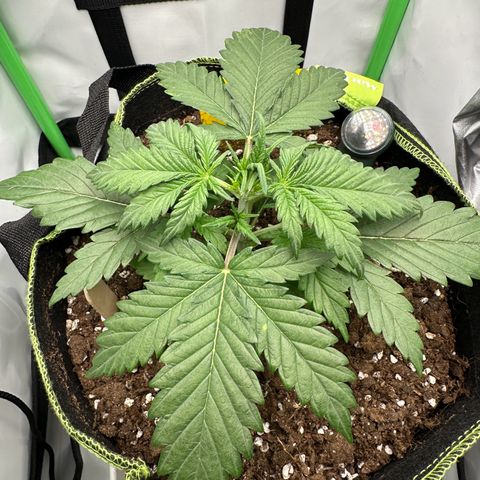 Anni growlog timeline photo