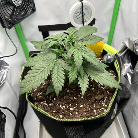 Anni growlog timeline photo