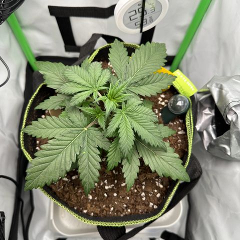 Anni growlog timeline photo