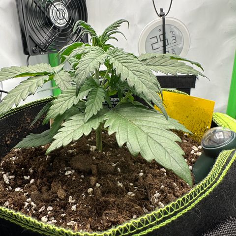 Anni growlog timeline photo