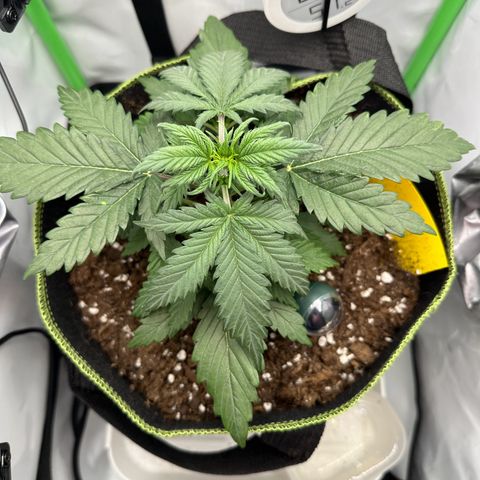 Anni growlog timeline photo