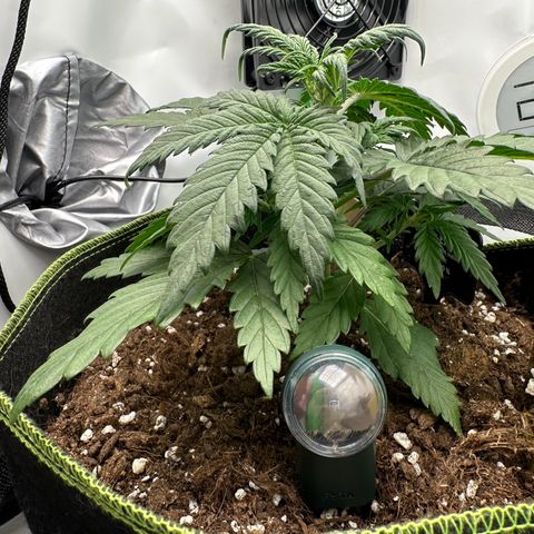 Anni growlog timeline photo