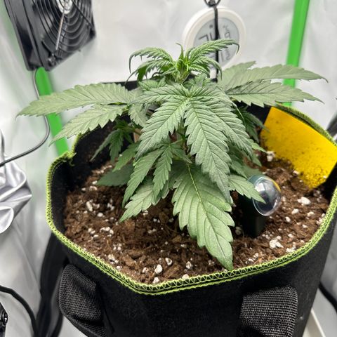 Anni growlog timeline photo