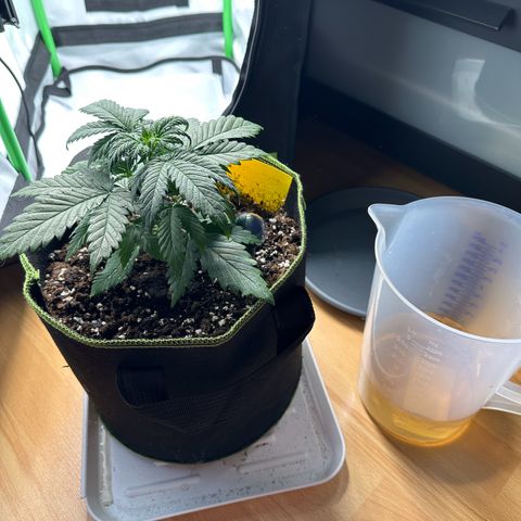 Anni growlog timeline photo