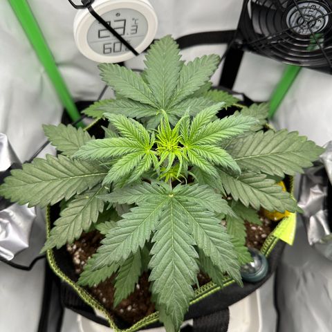 Anni growlog timeline photo