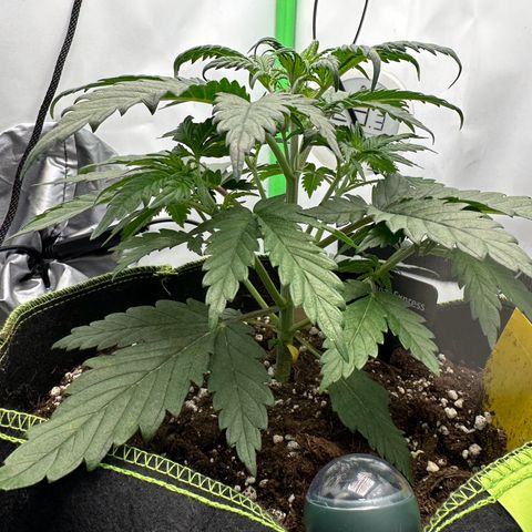 Anni growlog timeline photo