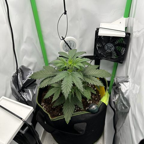 Anni growlog timeline photo