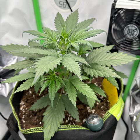 Anni growlog timeline photo