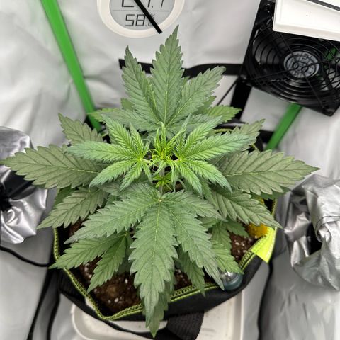 Anni growlog timeline photo
