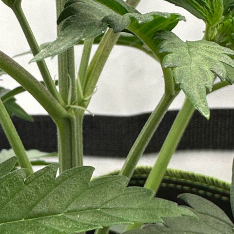 Anni growlog timeline photo