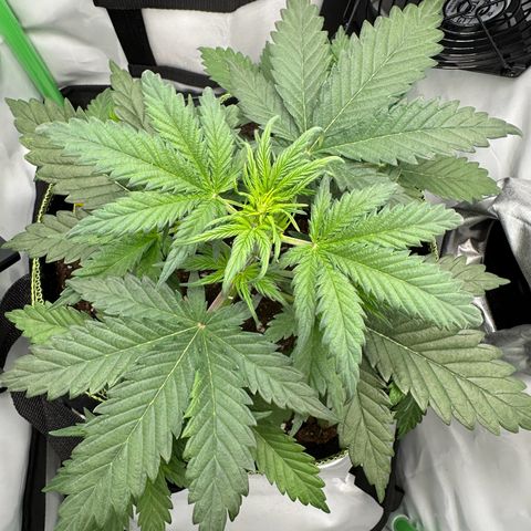 Anni growlog timeline photo