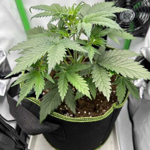 Anni growlog timeline photo