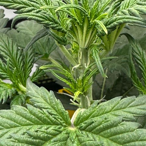 Anni growlog timeline photo