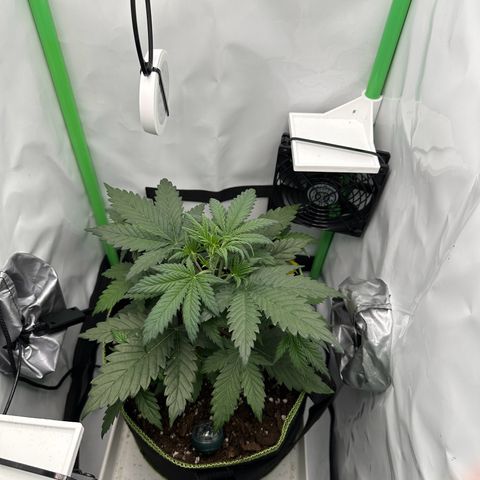 Anni growlog timeline photo