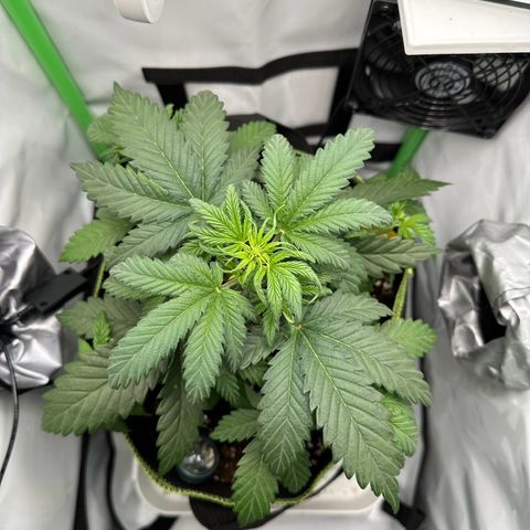 Anni growlog timeline photo
