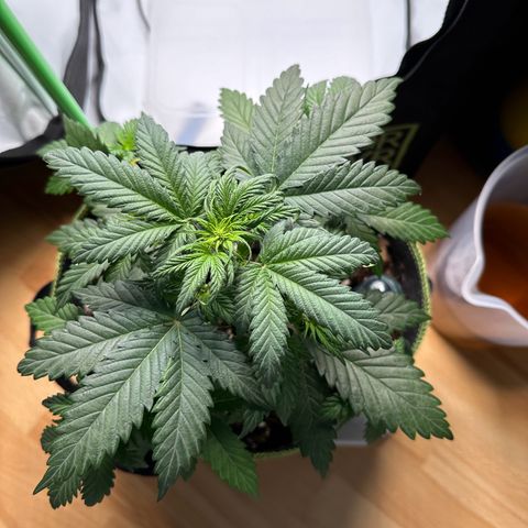 Anni growlog timeline photo