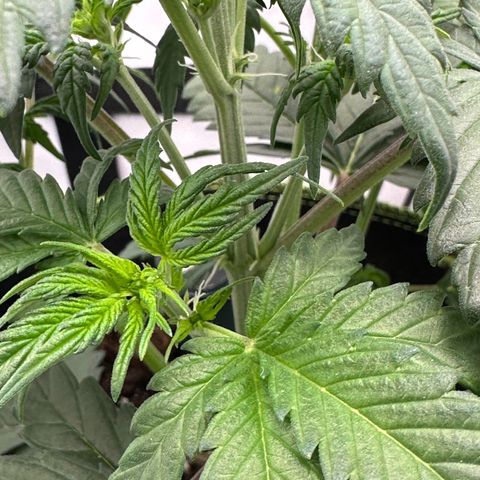 Anni growlog timeline photo