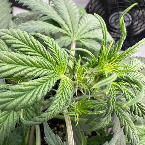 Anni growlog timeline photo