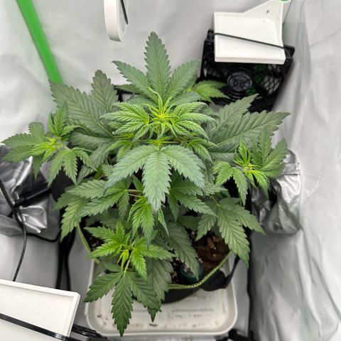 Anni growlog timeline photo