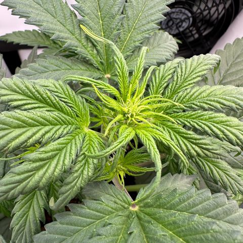 Anni growlog timeline photo