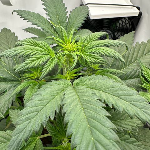 Anni growlog timeline photo