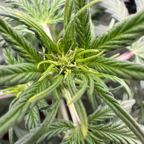Anni growlog timeline photo