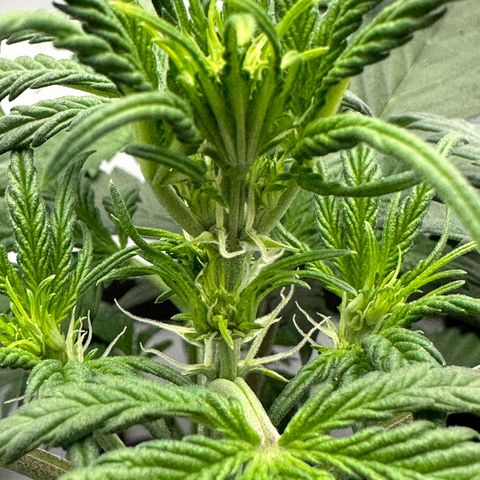 Anni growlog timeline photo