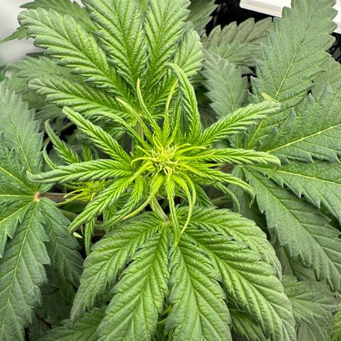 Anni growlog timeline photo