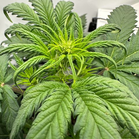 Anni growlog timeline photo