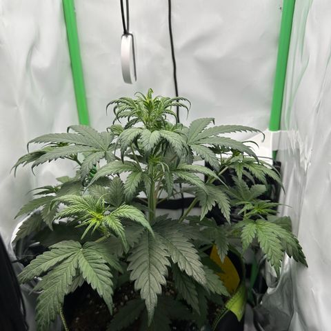 Anni growlog timeline photo