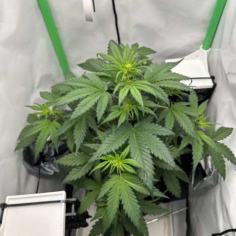 Anni growlog timeline photo