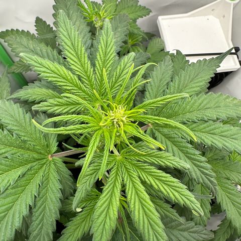 Anni growlog timeline photo