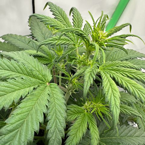 Anni growlog timeline photo