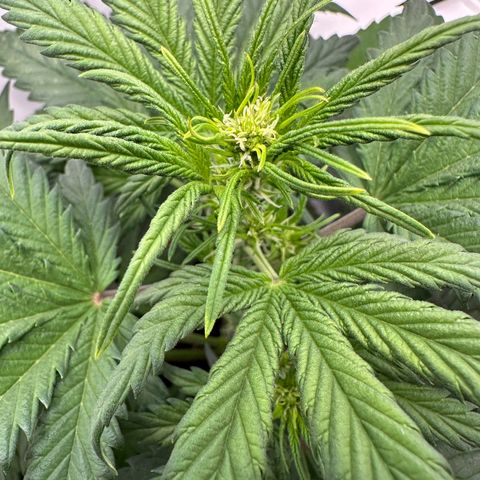 Anni growlog timeline photo