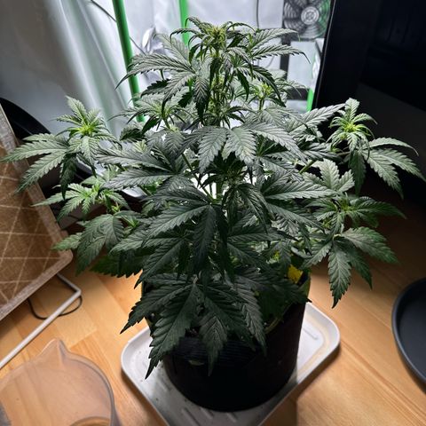 Anni growlog timeline photo