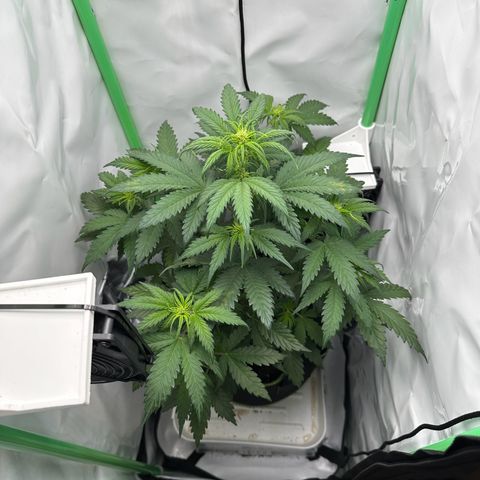 Anni growlog timeline photo