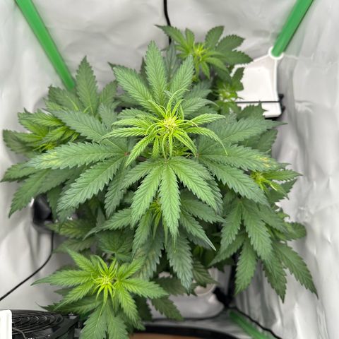 Anni growlog timeline photo