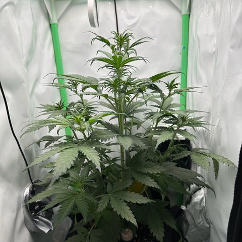 Anni growlog timeline photo
