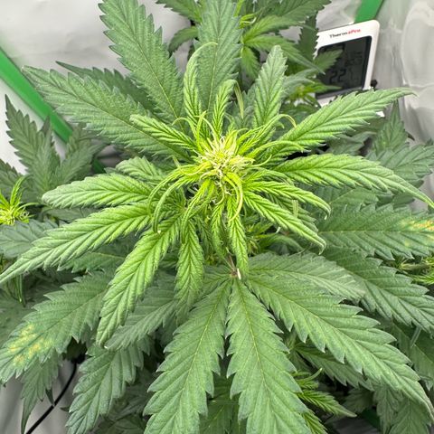 Anni growlog timeline photo